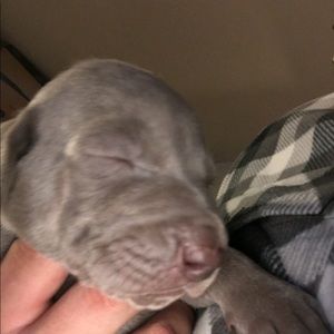 Meet your Posher, Jerry